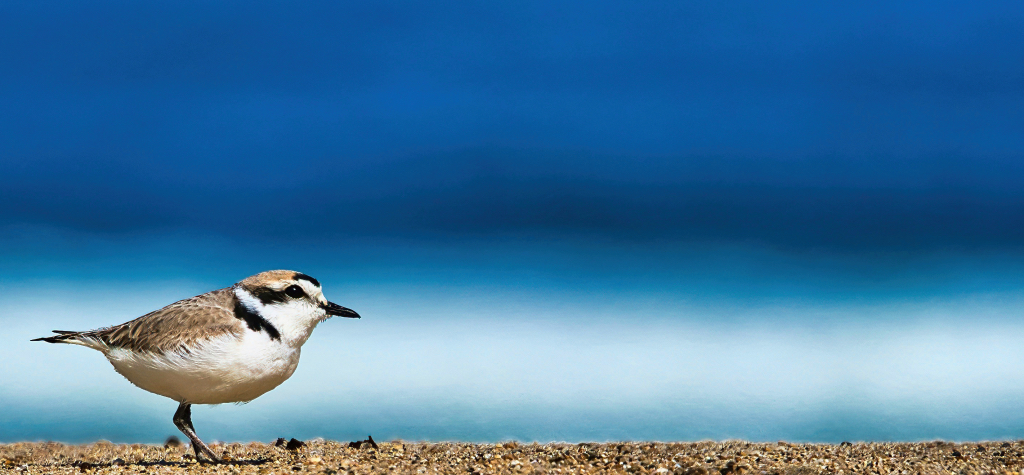 The Beachcomber by Rich James (Group 80)